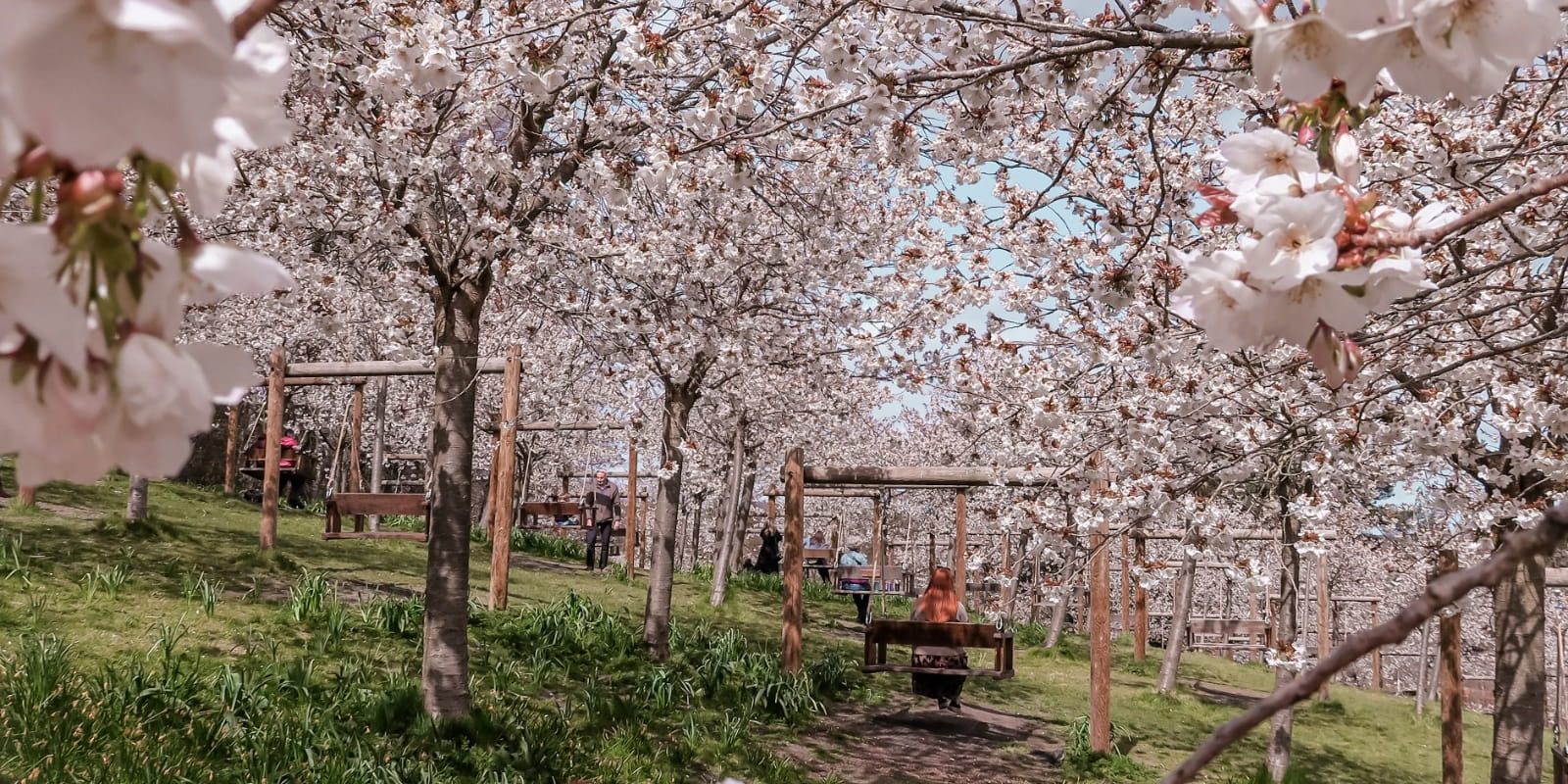 Alnwick Gardens Cherry Blossom Sand and Castle